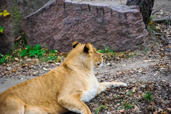 León andador — Foto de Stock