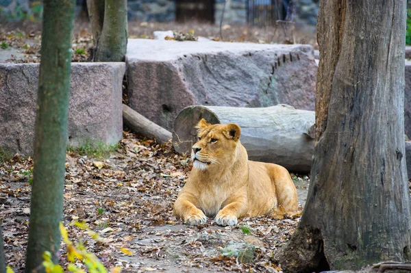 Leão ambulante — Fotografia de Stock