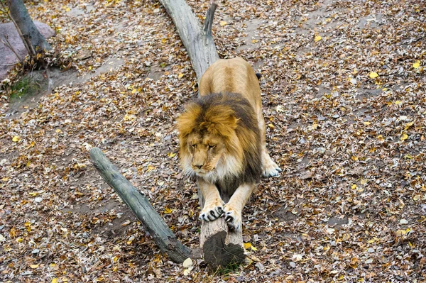 Walking lion — Stock Photo, Image