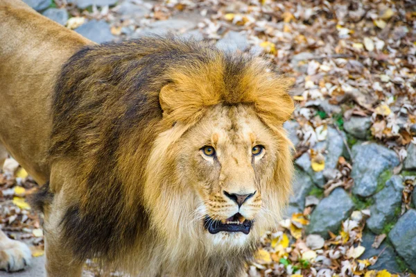 Leone che cammina — Foto Stock