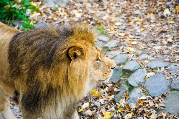 Leone che cammina — Foto Stock