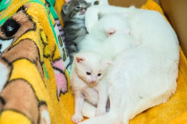 Gato com gatinhos — Fotografia de Stock