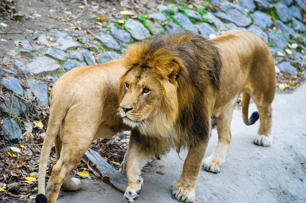 León andador — Foto de Stock