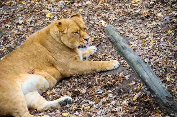 León andador — Foto de Stock