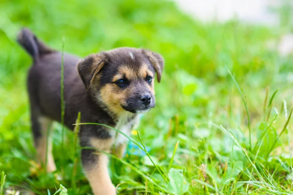 Puppy 2 months — Stock Photo, Image