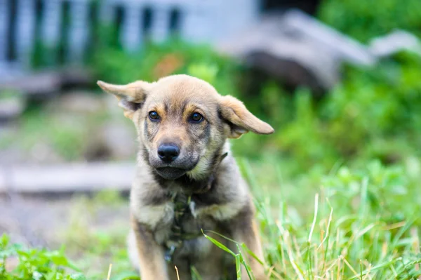 Cachorro 2 meses — Foto de Stock