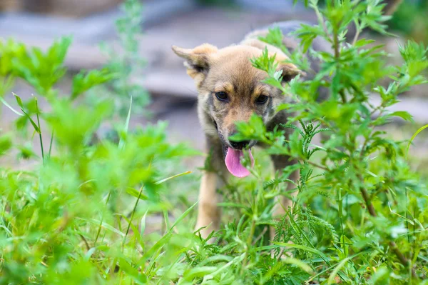 Puppy 2 months — Stock Photo, Image