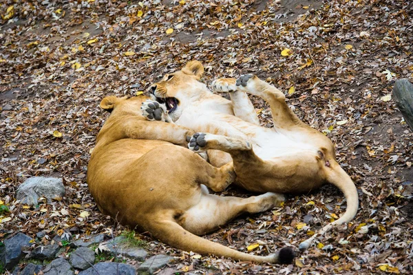 Aslan yürüyüş — Stok fotoğraf