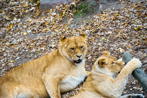 Leone che cammina — Foto Stock