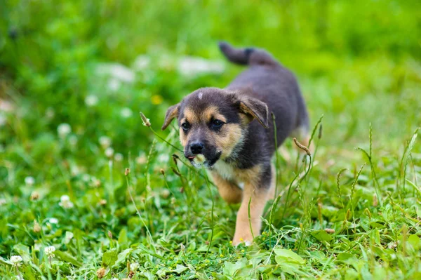 Cachorro 2 meses — Fotografia de Stock