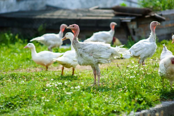 Junge Truthähne auf einem Bauernhof — Stockfoto