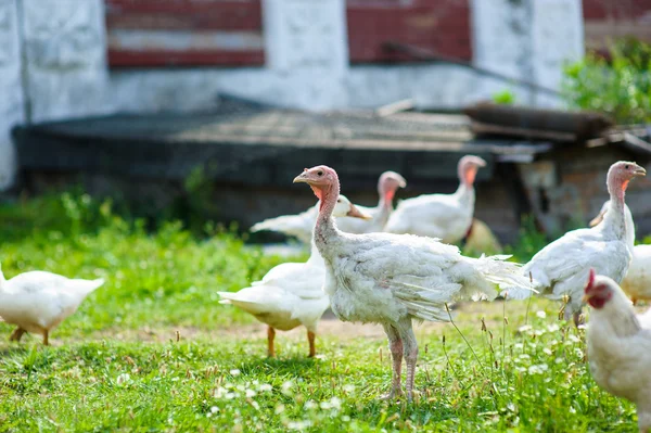 Jonge Turkije op een boerderij — Stockfoto