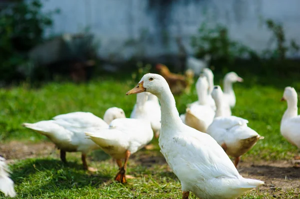 Kachna na farmě — Stock fotografie