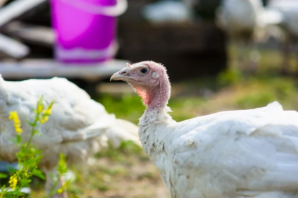 Young turkey on a farm — Stock Photo, Image