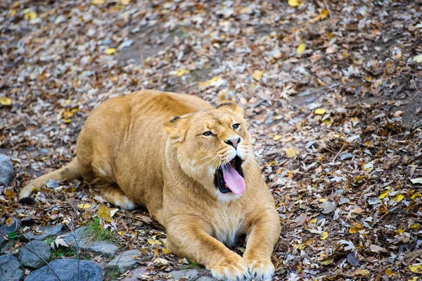 Aslan yürüyüş — Stok fotoğraf