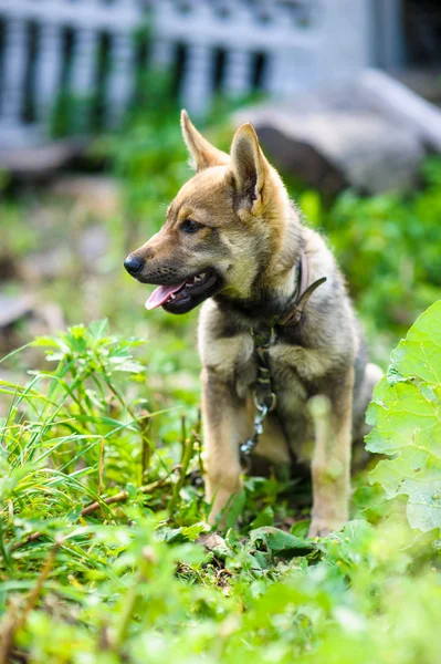 Cucciolo 2 mesi — Foto Stock