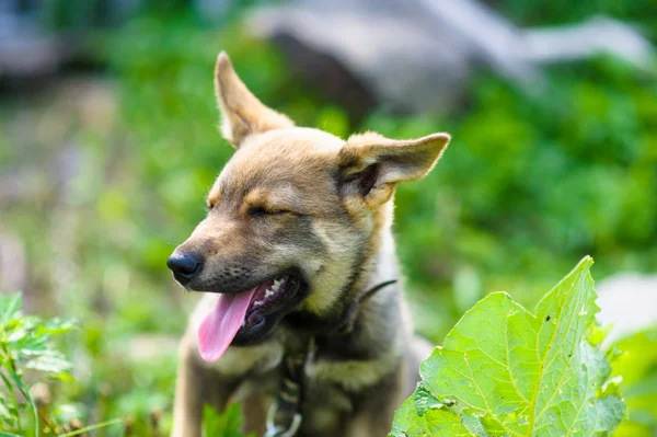 Puppy 2 months — Stock Photo, Image