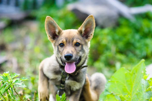 2 ヶ月の子犬 — ストック写真