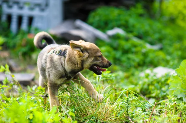 Puppy 2 maanden — Stockfoto