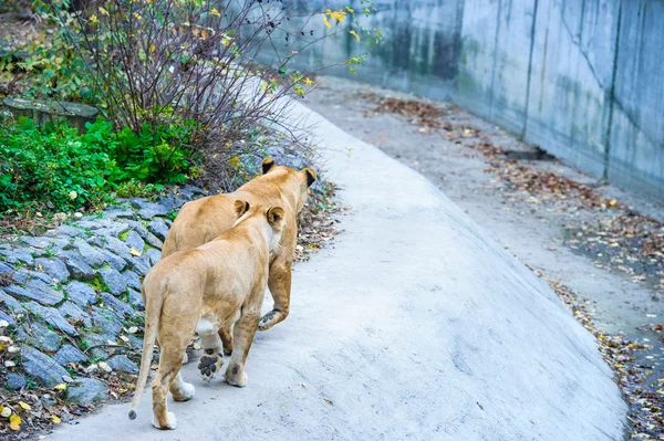 Walking lion — Stock Photo, Image