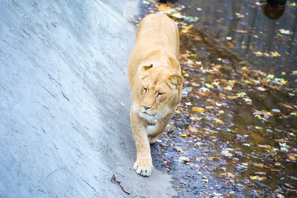 León andador — Foto de Stock