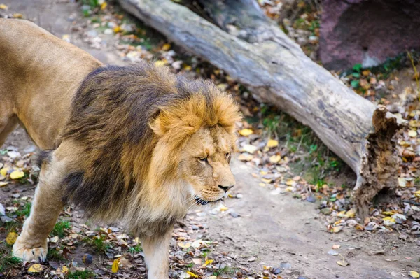 Walking lion — Stock Photo, Image