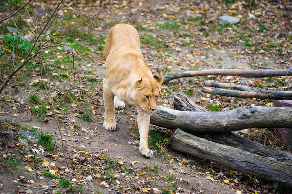 Walking lion — Stock Photo, Image