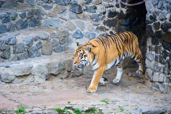 Tigres de Amur —  Fotos de Stock