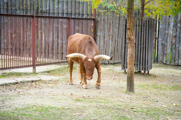 Watusi sığır — Stok fotoğraf