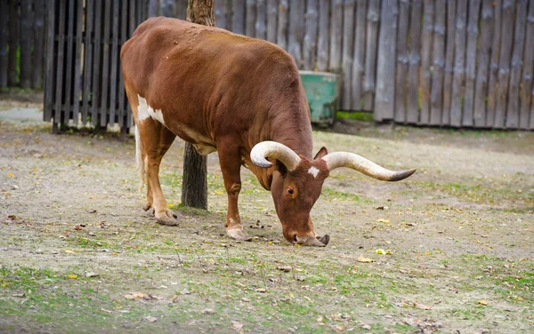 Bovinos Watusi — Fotografia de Stock