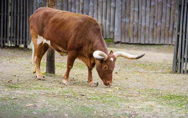 Watusi cattle — Stock Photo, Image