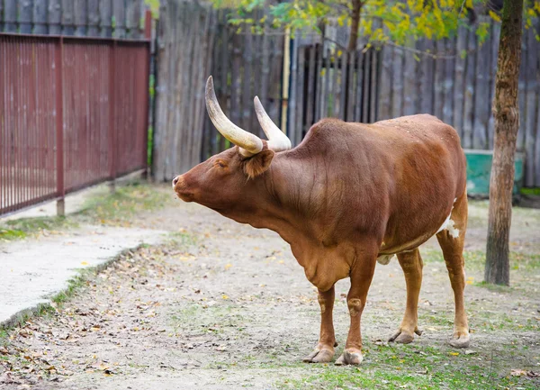 Watusi cattle — Stock Photo, Image