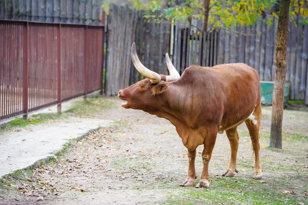 Bovini Watusi — Foto Stock