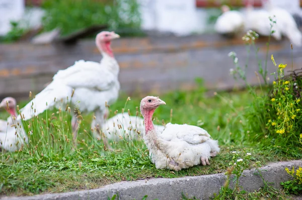 Young turkey on a farm — Stock Photo, Image