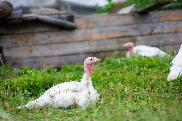 Junge Truthähne auf einem Bauernhof — Stockfoto
