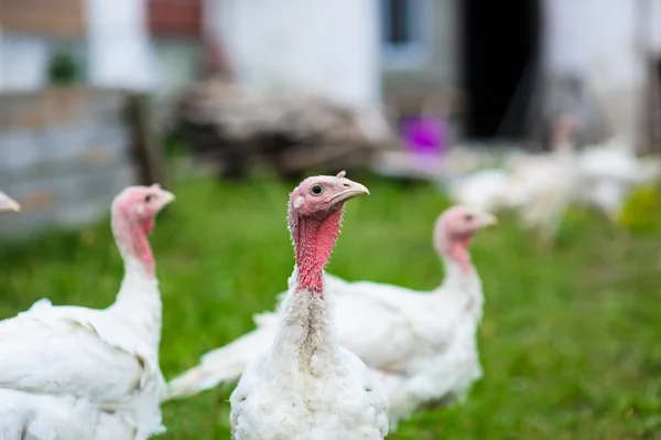 Unga Turkiet på en gård — Stockfoto