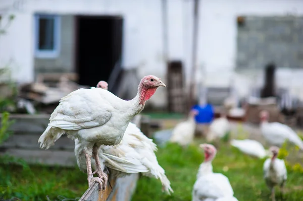 Jonge Turkije op een boerderij — Stockfoto