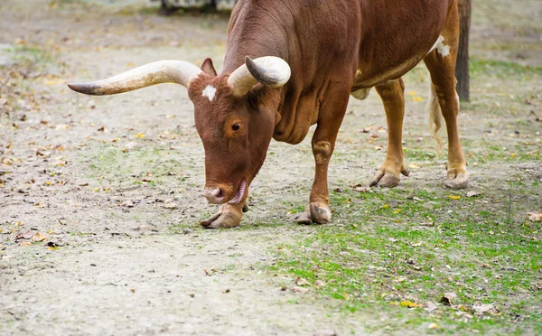 Watusi sığır — Stok fotoğraf