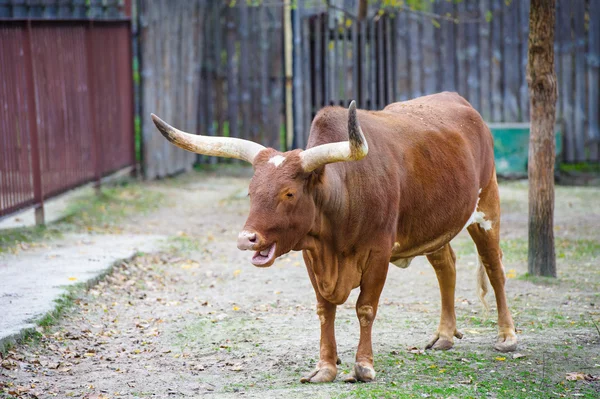 uzun boynuzlu ankole inek — Stok Foto © pitamaha 27572503