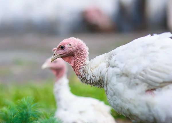 Jonge Turkije op een boerderij — Stockfoto