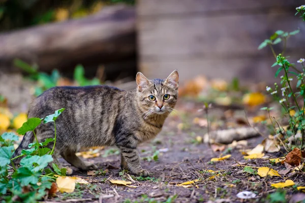 Gato sin hogar — Foto de Stock