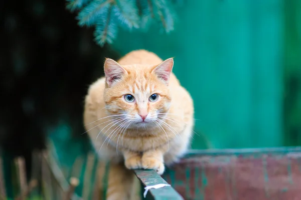 Gato sem abrigo — Fotografia de Stock