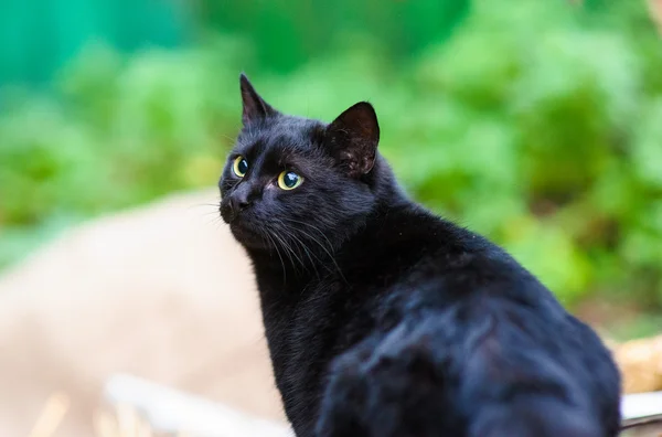 Gato preto — Fotografia de Stock