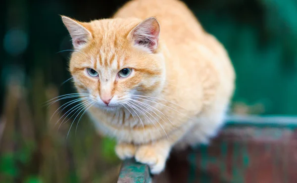 Obdachlose Katze — Stockfoto