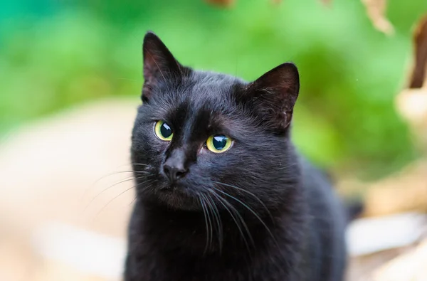 Gato preto — Fotografia de Stock