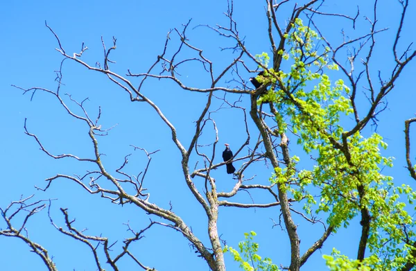 Corvo su albero — Foto Stock