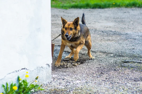 Angry dog — Stock Photo, Image