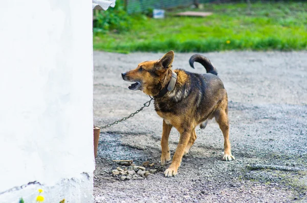 Perro enojado —  Fotos de Stock