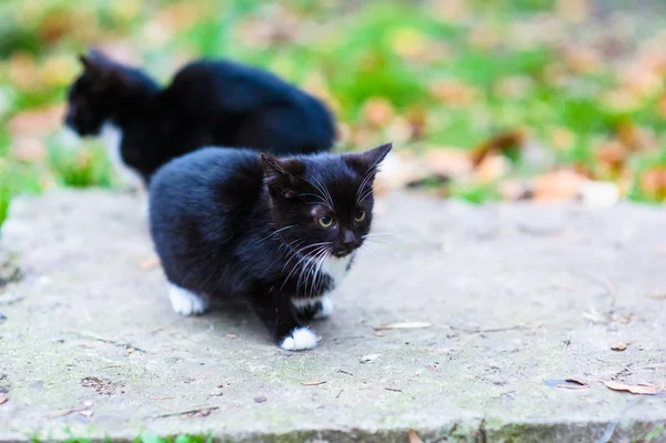 Cute little homeless kitten — Stock Photo, Image