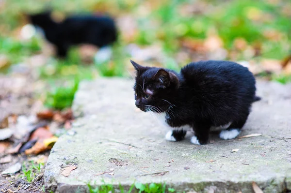 Cute little homeless kitten — Stock Photo, Image